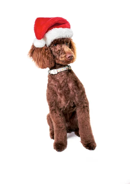 Cane di Natale — Foto Stock