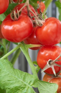 olgunlaşmış domatesler sarmaşıkta.