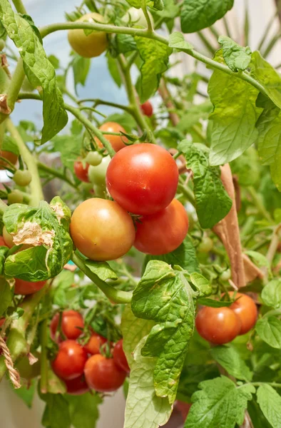 Zralá rajčata na révě. — Stock fotografie