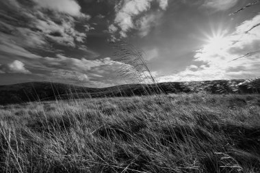 Vahşi uzak İngilizce kırsal