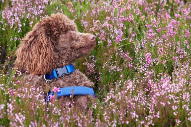 Poodle puppy in the heather. clipart