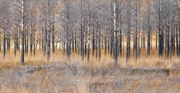 Die verbrannten Überreste eines Kiefernwaldes — Stockfoto