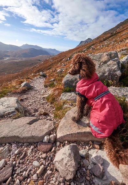 Un chien en vue sur la montagne — Photo