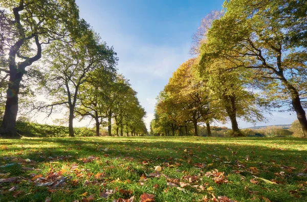 Linee di alberi in una giornata di sole . — Foto Stock