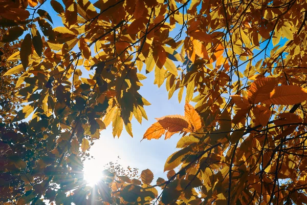 Le foglie di frassino iniziano a diventare rosse — Foto Stock