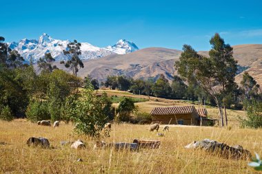 Koyun otlatma ile kırsal yerleşim