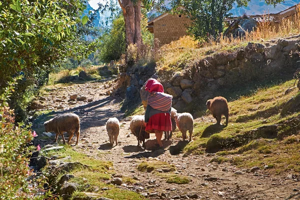 Woman with sheeps walking on dirt road — Stock Photo, Image