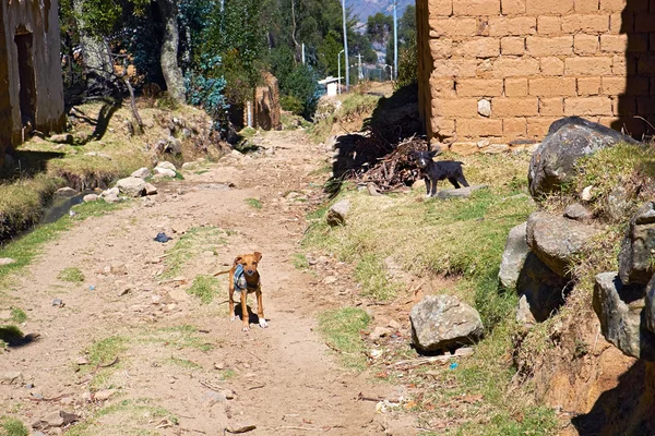 Cani di piccola taglia custodi dell'insediamento rurale — Foto Stock