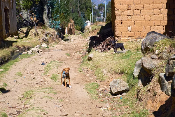 Small dogs guarding  rural settlement — Stock Photo, Image