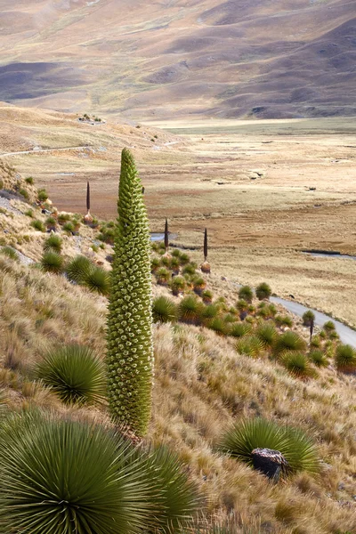 Puya Raimondii plant in Peruvian Andes
