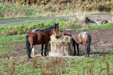 Horses near trough with hay clipart