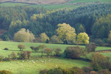 Northumberland tepeler