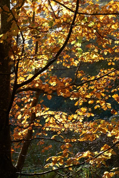 Foglie marroni sull'albero — Foto Stock