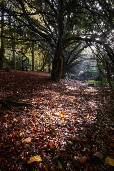 English woodlands in autumn. — Stock Photo, Image