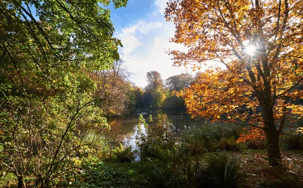 İngilizce woodlands sonbaharda — Stok fotoğraf