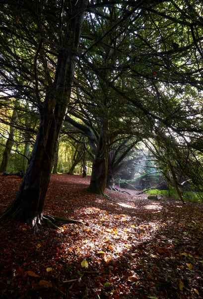 Englische Wälder im Herbst. — Stockfoto