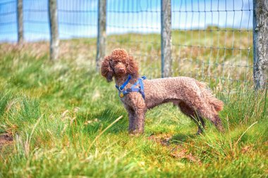 Çayır üzerinde şirin kahverengi kaniş