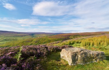 Heather ve büyük taş mor