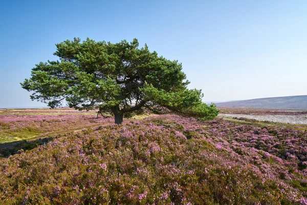 Scots Pine Tree — Stock Photo, Image