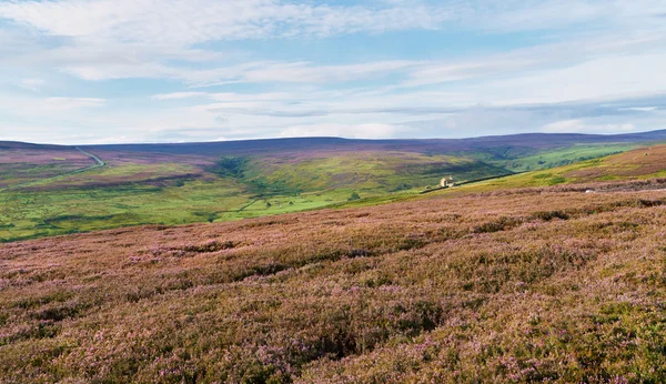 Mor heather arasında bir koyun — Stok fotoğraf