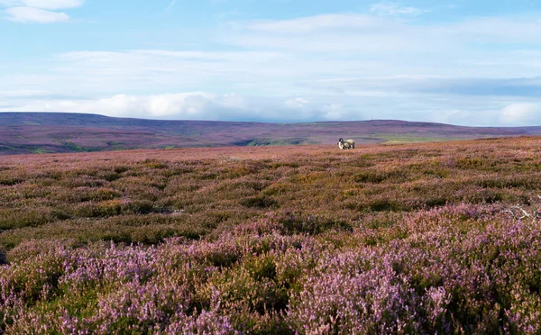 A sheep amongst the purple heather — Stock Photo, Image