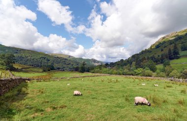 bir alanda otlayan koyunlar