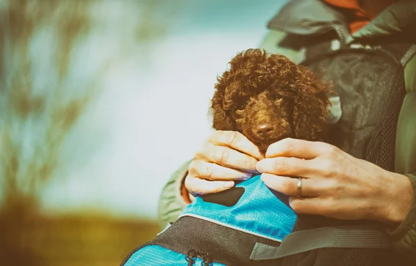 Schläfriger Pudelwelpe — Stockfoto