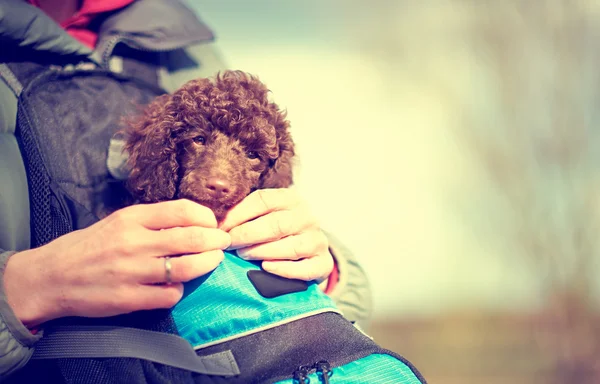 Uykulu minyatür kaniş köpek yavrusu Stok Resim