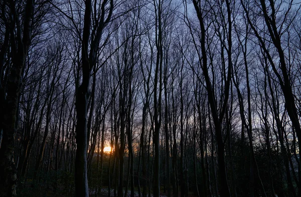 Захід сонця над Англійська ліс — стокове фото