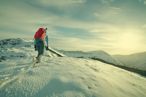 Wanderer gehen mit Hund spazieren — Stockfoto