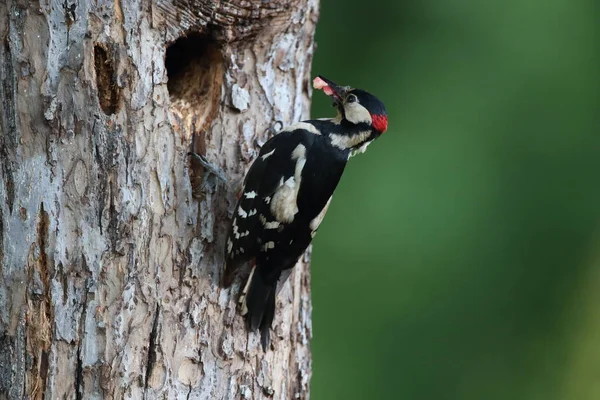 Great Spotted Woodpecker Dendrocopos Major Німеччина — стокове фото