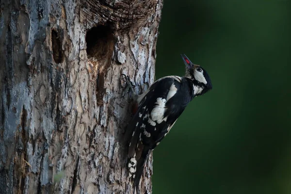 Great Spotted Woodpecker Dendrocopos Major Німеччина — стокове фото