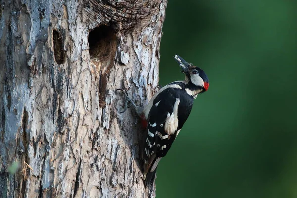 Great Spotted Woodpecker Dendrocopos Major Німеччина — стокове фото