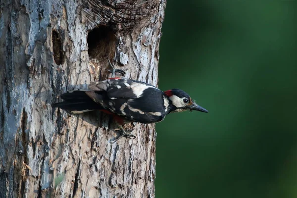 Great Spotted Woodpecker Dendrocopos Major — 스톡 사진