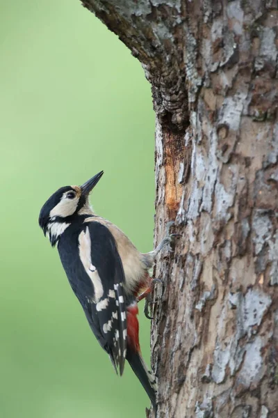 Great Spotted Woodpecker Dendrocopos Major — 스톡 사진