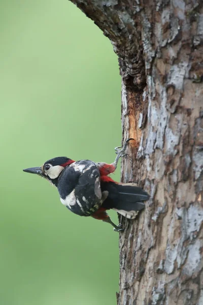 Great Spotted Woodpecker Dendrocopos Major Németország — Stock Fotó