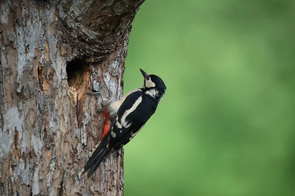 Buntspecht Dendrocopos Major Deutschland — Stockfoto