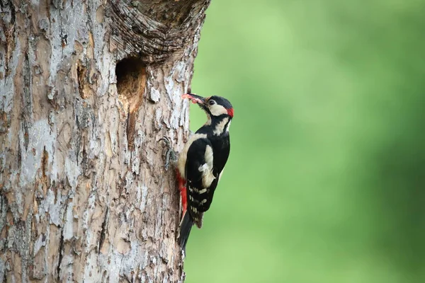 Great Spotted Woodpecker Dendrocopos Major — 스톡 사진