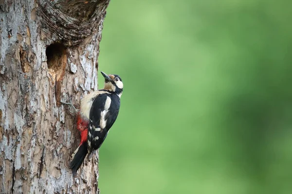 Great Spotted Woodpecker Dendrocopos Major — 스톡 사진