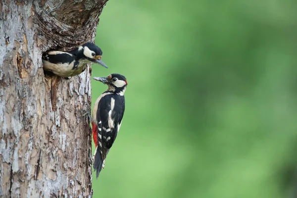 Great Spotted Woodpecker Dendrocopos Major Γερμανία — Φωτογραφία Αρχείου