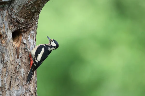 Grote Gevlekte Specht Dendrocopos Major Duitsland — Stockfoto