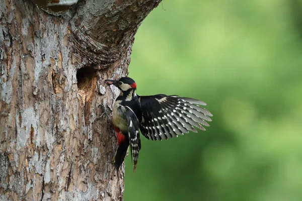 Great Spotted Woodpecker Dendrocopos Major Німеччина — стокове фото