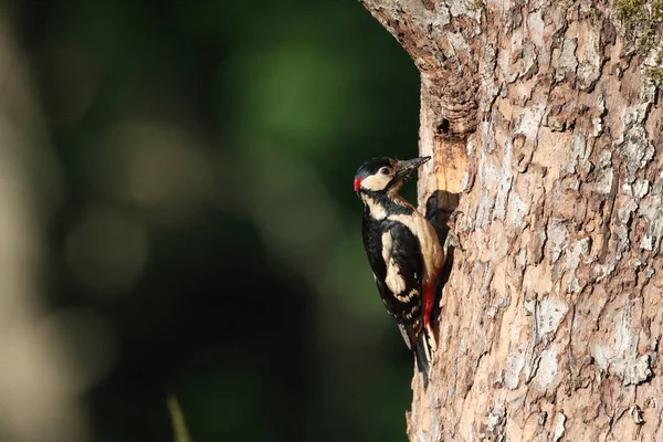 Great Spotted Woodpecker Dendrocopos Major Germany — Stock Photo, Image