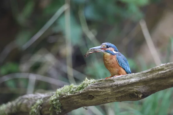 ユーラシアのカワセミ Alcedo Atthis — ストック写真