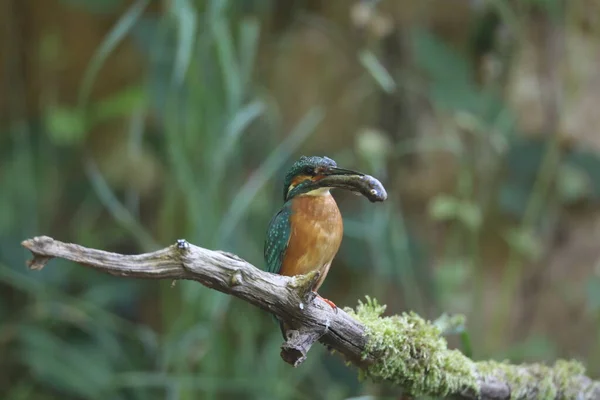 ユーラシアのカワセミ Alcedo Atthis — ストック写真