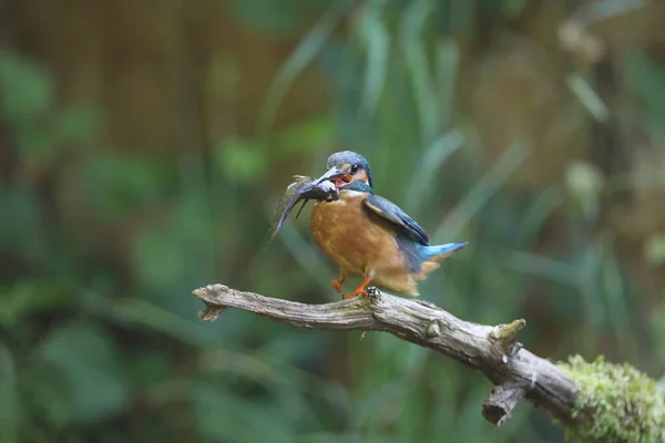 Common Kingfisher Alcedo Atthis Евразийский Зимородок — стоковое фото