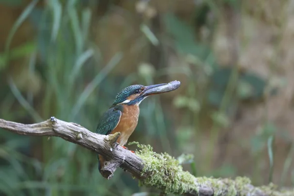 Martin Pêcheur Commun Alcedo Atthis Martin Pêcheur Eurasiatique — Photo