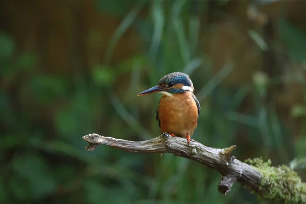 ユーラシアのカワセミ Alcedo Atthis — ストック写真