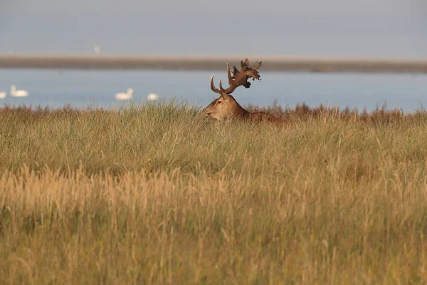 Red Deer Cervus Elaphus Western Pomerania Lagoon Area National Park — Fotografia de Stock