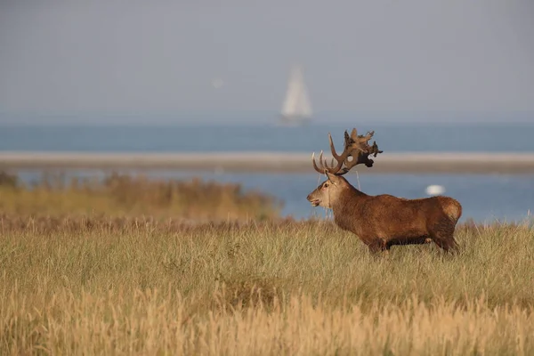 Red Deer Cervus Elaphus Western Pomerania Lagoon Area National Park — Stock Photo, Image